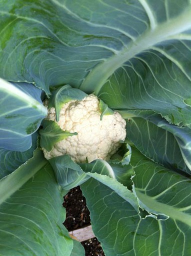 Burchfiel Cauliflower