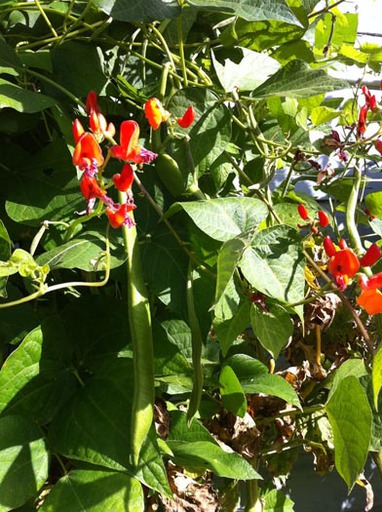 Scarlett Empire Runner Beans