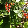 Scarlett Empire Runner Beans