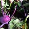 Kohlrabi2