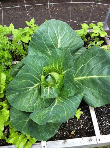 Jcc Cabbage