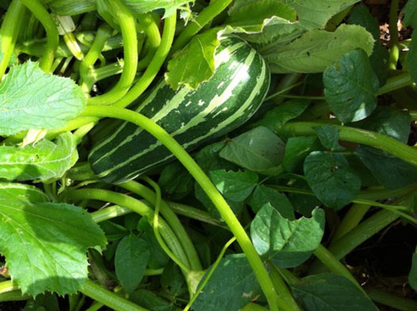 More Zucchini