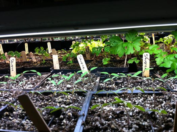 Tomato Babies