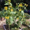 Jcc Sunflowers
