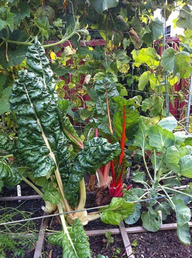 Chard At Karis