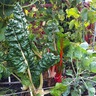 Chard At Karis