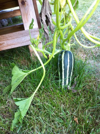 Doumas Zucchini