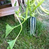 Doumas Zucchini