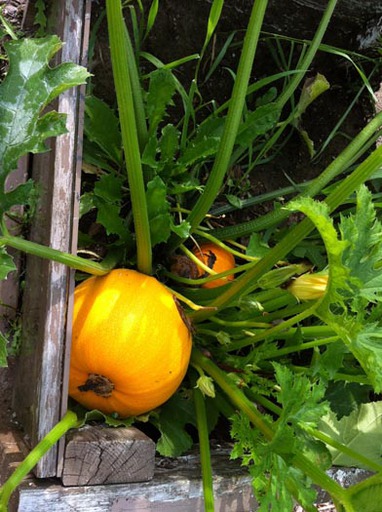 Growing Pumpkin