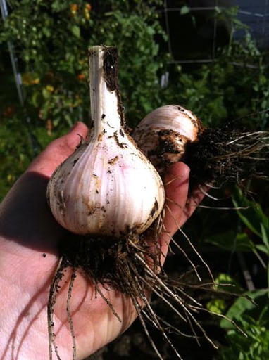 Roxannes Garlic