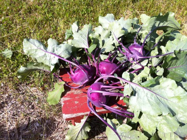 Kolhrabi Harvest