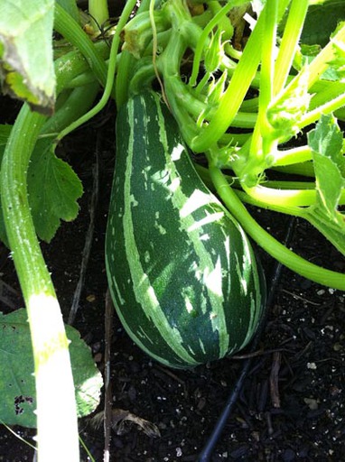 Another Zucchini