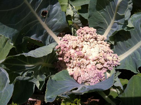 Purple Cauliflower