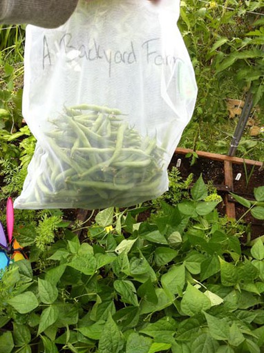 First Big Bean Harvest At Elise's